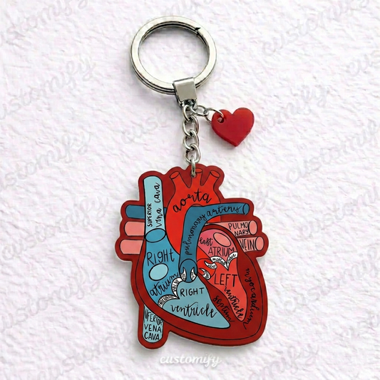 Anatomical Heart