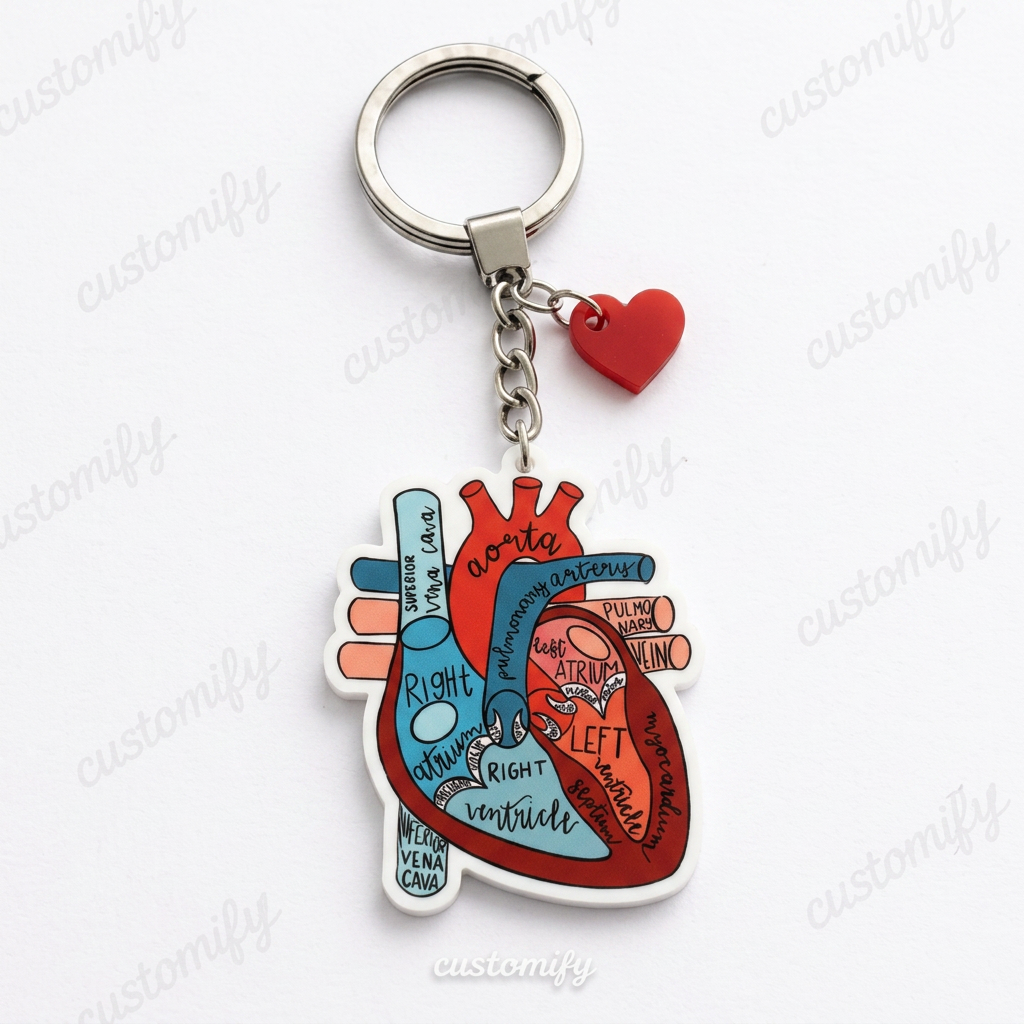 Anatomical Heart